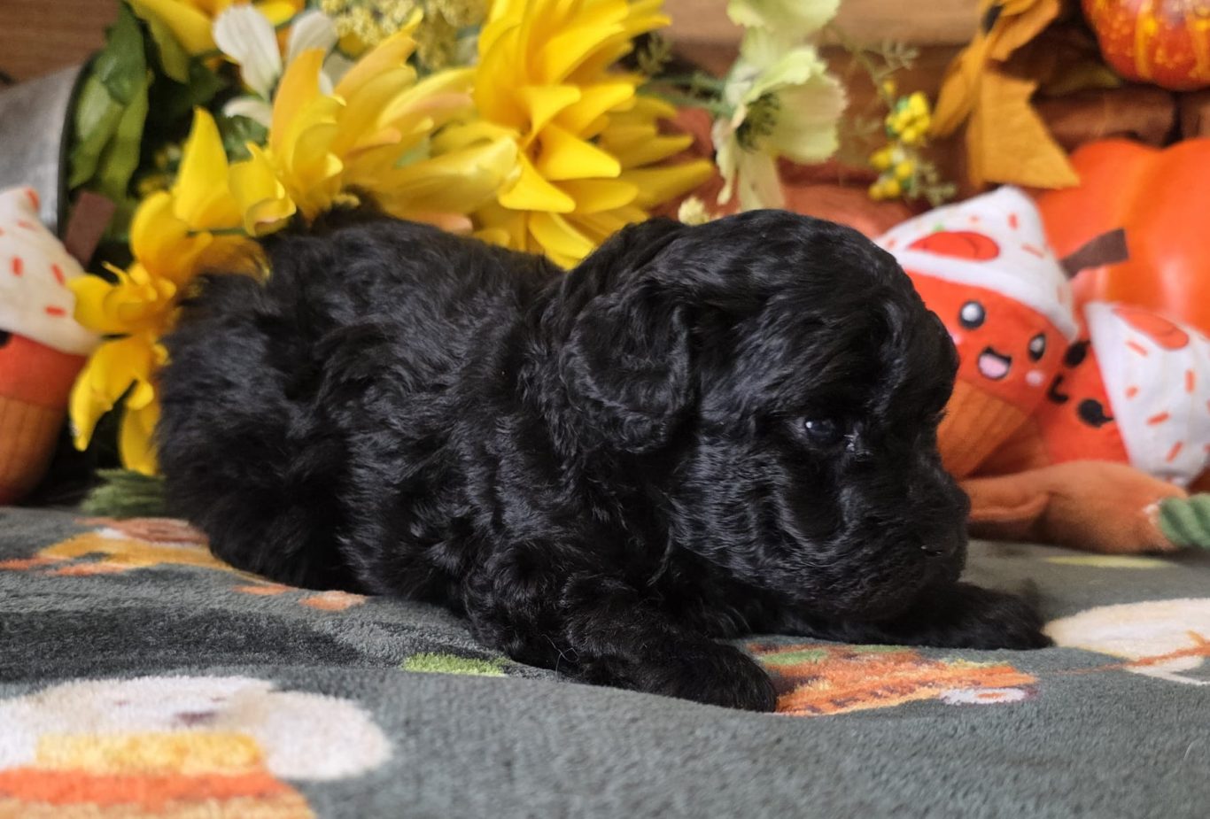 Hailey (FOR SALE)