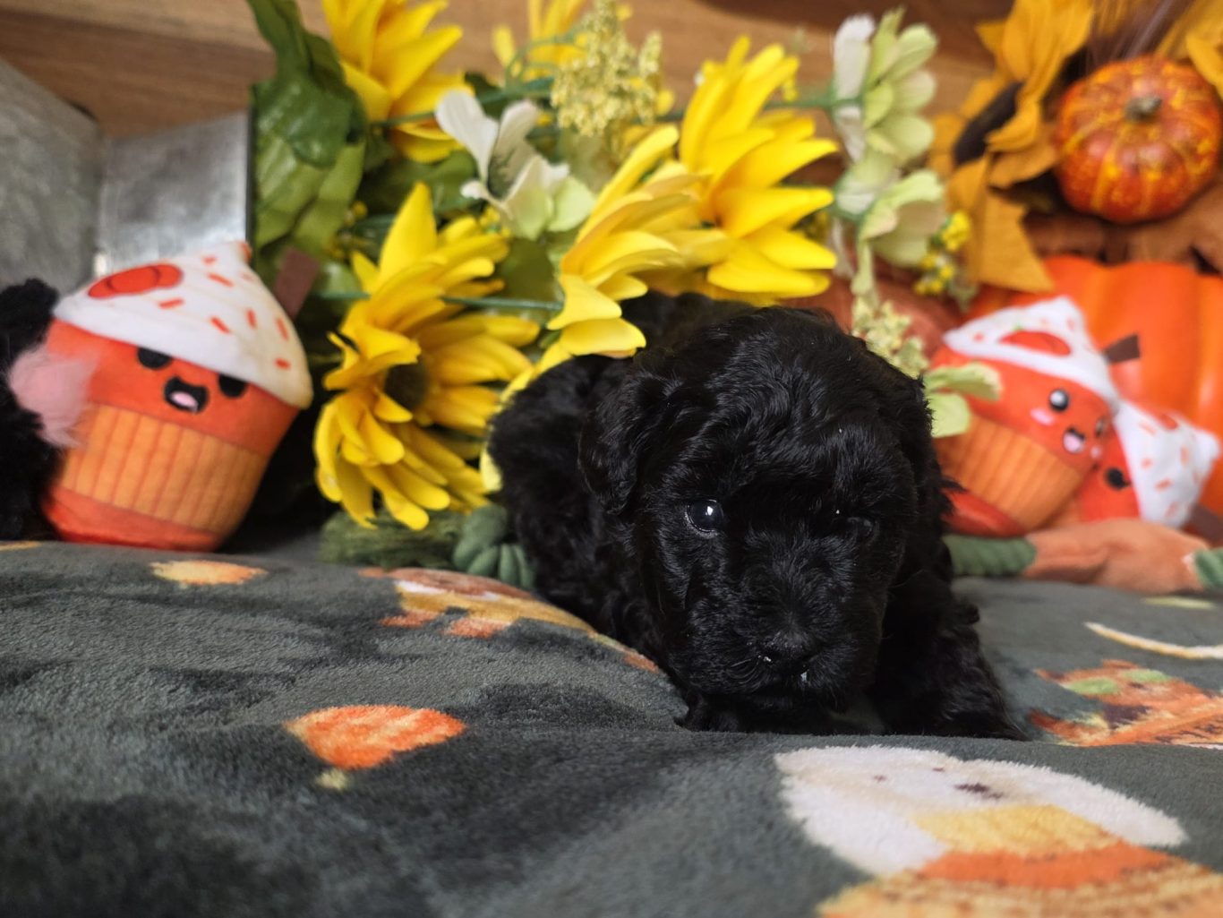 Hailey (FOR SALE)