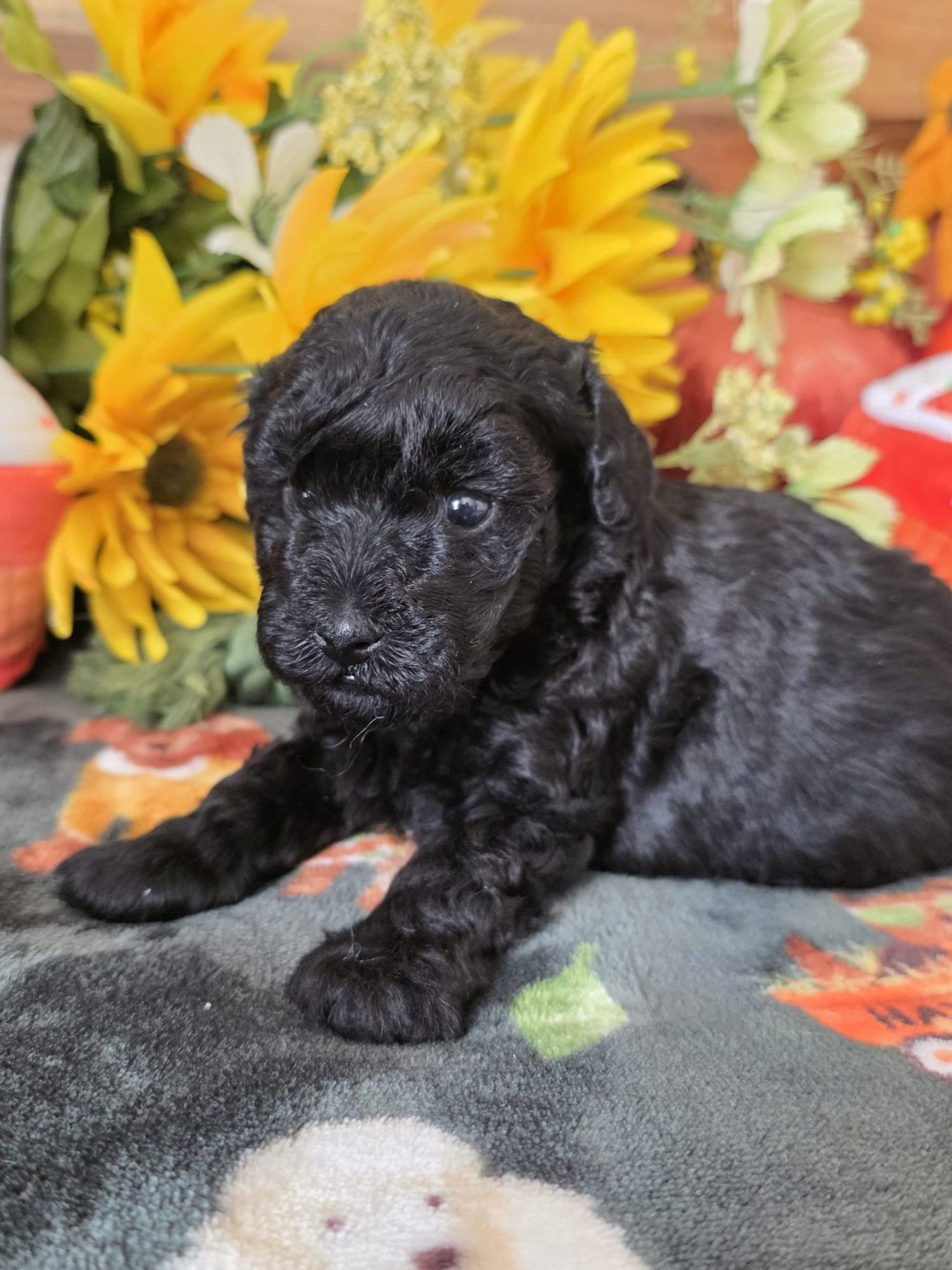 Hailey (FOR SALE)