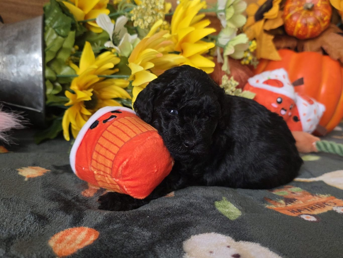 Hailey (FOR SALE)