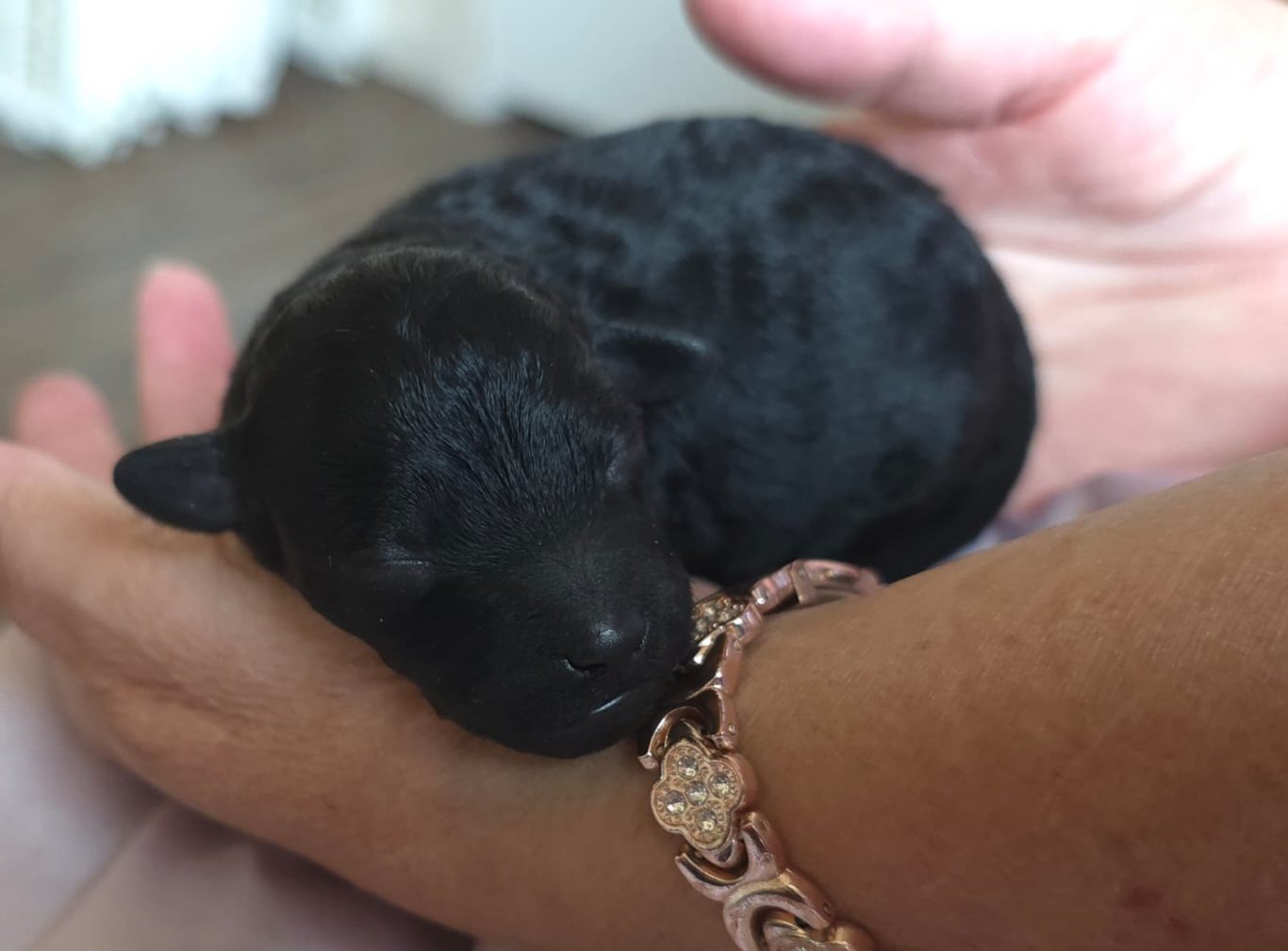 Hailey (FOR SALE)