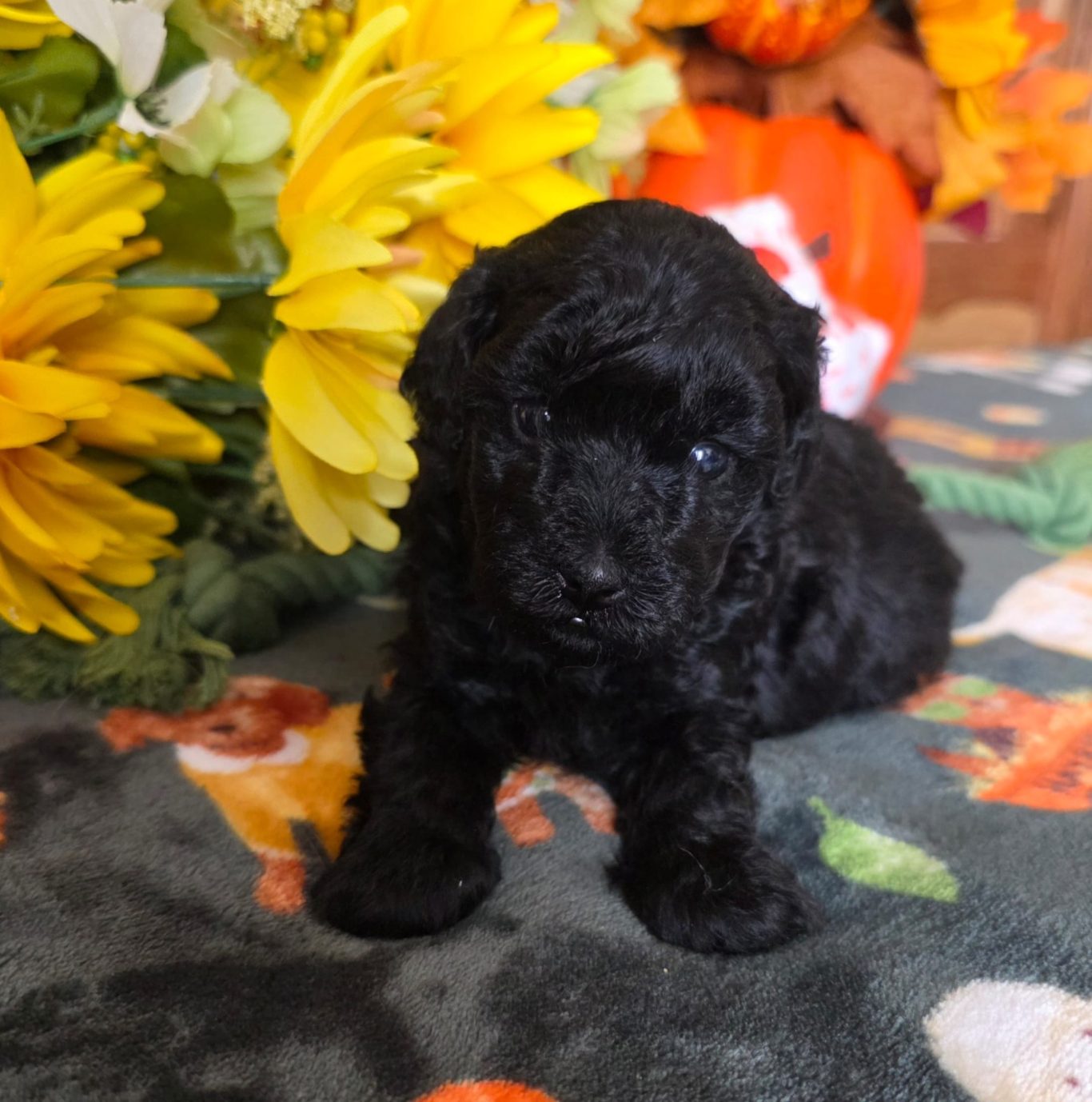 Hailey (FOR SALE)