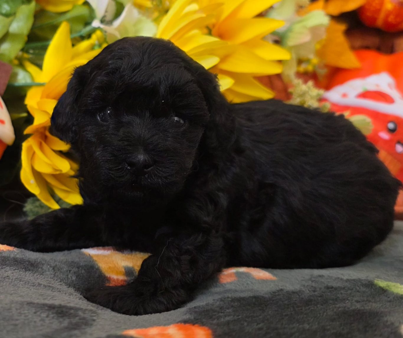 Hailey (FOR SALE)